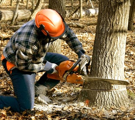 Tree Removal in Hayes, VA